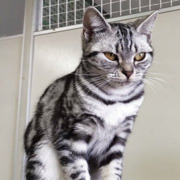 アメリカンショートヘア【千葉県・女の子・2024年11月12日・ブラックシルバータビー（短毛）】の写真「ゴロゴロとっても甘えん坊なアメショちゃん！」