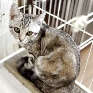 キャッツインザシティ(3) オレンジアメリカンショートヘア猫　100g銀バー アメリカン・ショートヘアー【American Shorthair】 | ねこぶろ