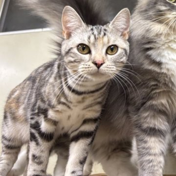 アメリカンショートヘア【千葉県・女の子・2025年3月22日・ブラックシルバートービー（短毛）】の写真「かわいいアメショちゃん☆」