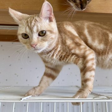アメリカンショートヘア【千葉県・男の子・2025年3月22日・クリームタビー】の写真「すっごく人懐っこい、とっても甘えん坊なアメショ君☆」