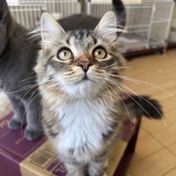サイベリアン【千葉県・男の子・2025年3月17日・ブラウンタビー&ホワイト（長毛）】の写真「うちで一番人懐っこい！ゴロゴロ甘えん坊くん♡」