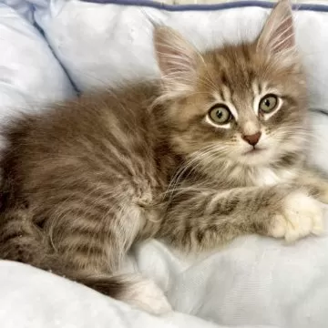 正規品♡ベビモコCAT上下セット♡オフホワイト　サイベリアン cat_img_1_1b1020345ca0.jpg