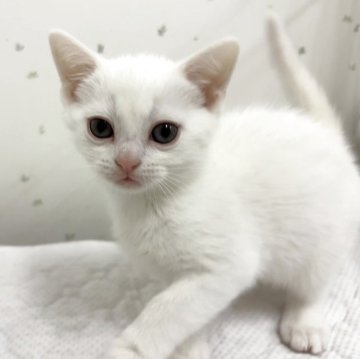 アメリカンショートヘア【千葉県・男の子・2025年3月12日・クエスト（短毛）】の写真「真っ白のアメショくん！」
