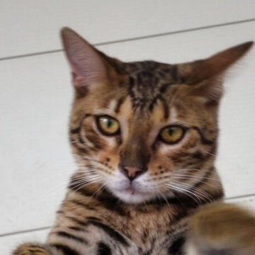 ベンガル【千葉県・男の子・2025年2月6日・ブラウンスポテッドタビー】の写真「可愛いベンガル兄弟！」