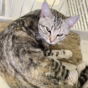 アメリカンショートヘア【千葉県・女の子・2025年3月22日・ブラックシルバートービー（短毛）】の写真「かわいいアメショちゃん☆」