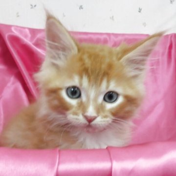 サイベリアン【千葉県・男の子・2025年9月10日・レッドタビー&ホワイト】の写真「元気いっぱい大きな身体！」