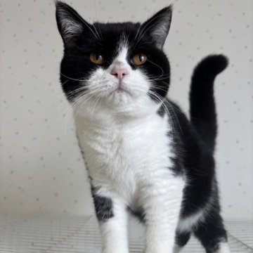 ブリティッシュショートヘア【千葉県・男の子・2025年3月25日・ブラックアンドホワイト（短毛）】の写真「ごろごろ甘えん坊君！両親遺伝子検査クリア！」