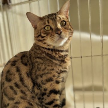 ベンガル【千葉県・男の子・2025年2月6日・ブラウンスポテッドタビー】の写真「可愛いベンガル兄弟！」