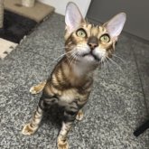 ベンガル