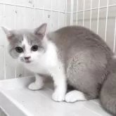 ブリティッシュショートヘア