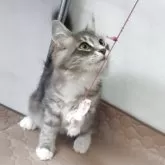 サイベリアン