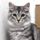 サイベリアン