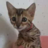 ベンガル