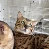 ベンガル