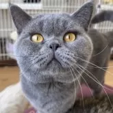 ブリティッシュショートヘア
