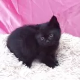 ブリティッシュショートヘア