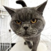 ブリティッシュショートヘア