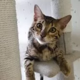 ベンガル