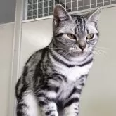 アメリカンショートヘア