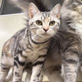 アメリカンショートヘア