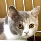 ブリティッシュショートヘア