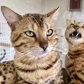 ベンガル