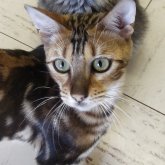 ベンガル