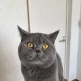 ブリティッシュショートヘア