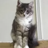 サイベリアン