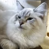 サイベリアン