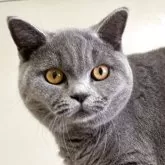 ブリティッシュショートヘア