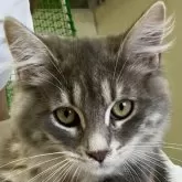 サイベリアン【千葉県・女の子・2025年3月17日・ブルータビ―アンドホワイト】の写真1「きれいなお顔です！だっこ好き！甘えんぼうちゃん！」