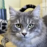 サイベリアン【千葉県・女の子・2025年3月17日・ブルータビ―アンドホワイト】の写真1「きれいなお顔です！だっこ好き！甘えんぼうちゃん！」