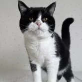ブリティッシュショートヘア【千葉県・男の子・2025年3月25日・ブラックアンドホワイト】の写真1「人懐こいまんまるのブリティッシュくん︎💕︎︎」
