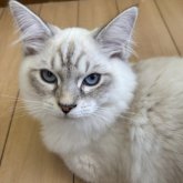 サイベリアン