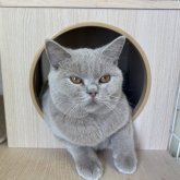 ブリティッシュショートヘア