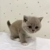 ブリティッシュショートヘア【千葉県・女の子・2025年2月6日・ライラックアンドホワイト】の写真2