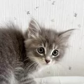 サイベリアン【千葉県・女の子・2025年3月17日・ブルータビ―アンドホワイト】の写真6「赤ちゃんのころ♡」