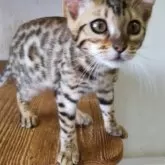 ベンガル【千葉県・女の子・2025年2月6日・ブラウンスポテッドタビー】の写真2
