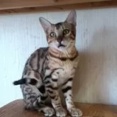 ベンガル【千葉県・女の子・2024年12月27日・ブラウンスポテッドタビー】の写真3