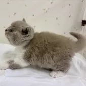 ブリティッシュショートヘア【千葉県・女の子・2025年2月6日・ライラックアンドホワイト】の写真3