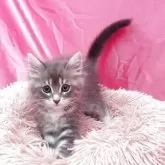 サイベリアン【千葉県・女の子・2025年3月17日・ブルータビ―アンドホワイト】の写真7