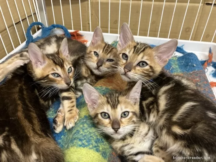 パープル猫さん専用ページ 茨城】朝倉 文男(あさくら ふみお)ブリーダー｜みんなの子猫