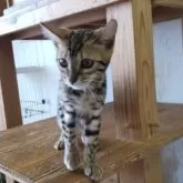 ベンガル【千葉県・女の子・2025年2月6日・ブラウンスポテッドタビー】の写真4