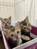 ベンガル【千葉県・女の子・2024年12月27日・ブラウンマーブルタビー】の写真4「一番手前の子猫ちゃんです」