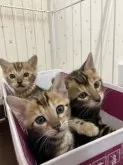 ベンガル【千葉県・男の子・2024年12月27日・ブラウンマーブルタビー】の写真4「一番右側の子猫ちゃんです。」
