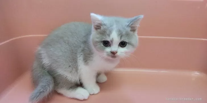 Amazon | 唐草模様 ネコ 首輪 グリーン 和柄 猫 猫用 猫用首輪