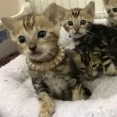 ベンガル【千葉県・男の子・2024年12月27日・ブラウンマーブルタビー】の写真8「手前の猫ちゃんです！」