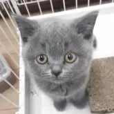ブリティッシュショートヘア【千葉県・女の子・2025年2月19日・ブルー】の写真6「ケージにも慣れてます」