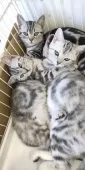 アメリカンショートヘア【千葉県・女の子・2024年11月12日・パッチドタビー】の写真6「姉妹仲良く☆」